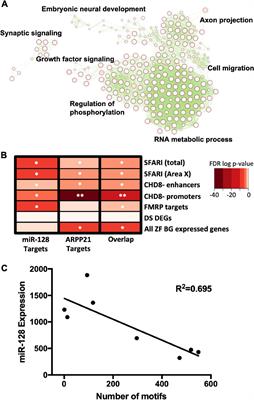 Inhibition of miR-128 Enhances Vocal Sequence Organization in Juvenile Songbirds